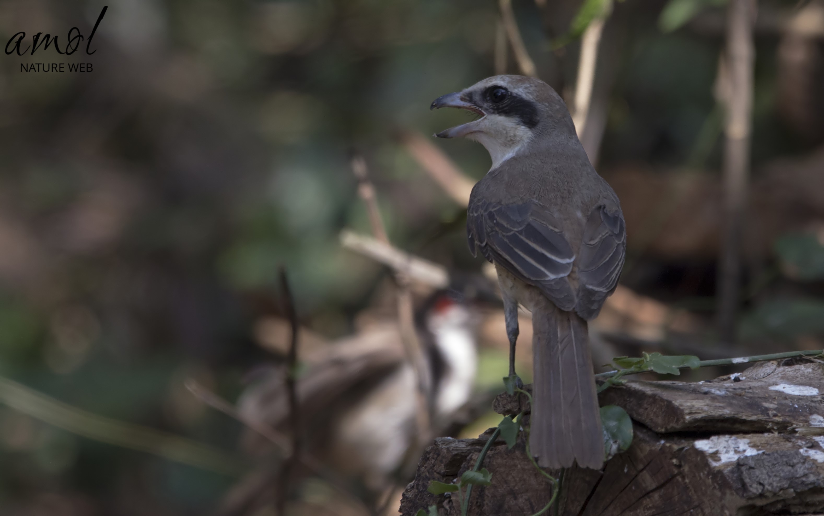 Perching Birds